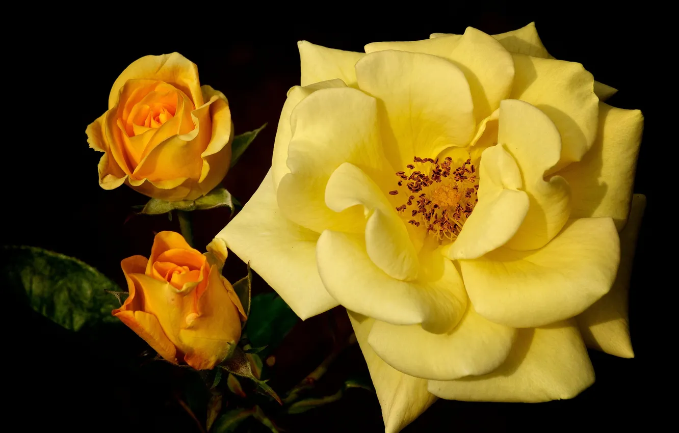 Фото обои макро, бутоны, жёлтая роза