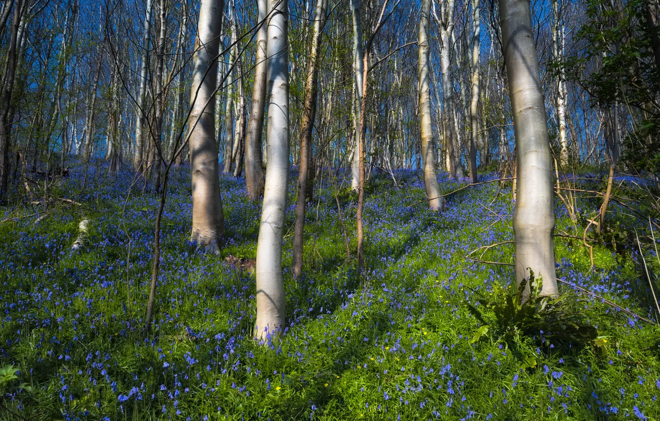 Фото обои лес, деревья, поляна