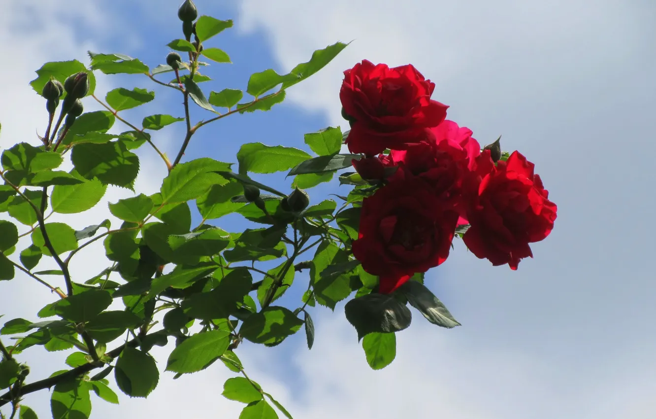 Фото обои небо, розы, красные розы, Meduzanol ©, лето 2018