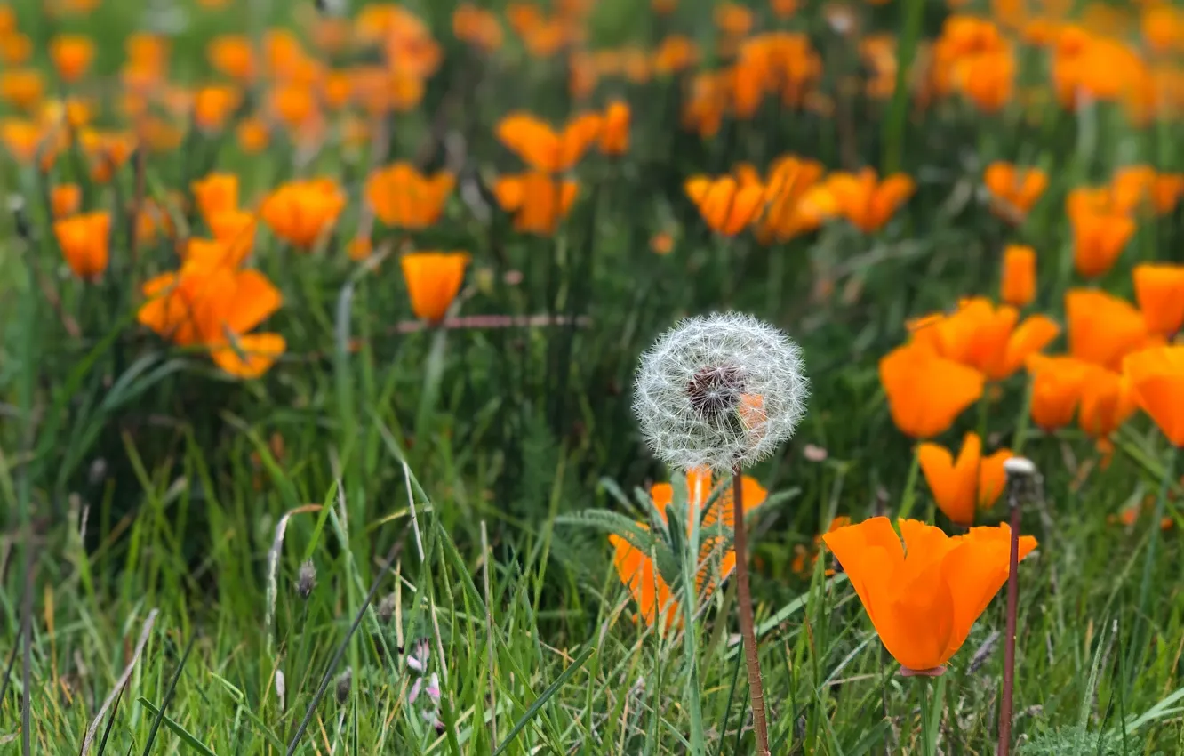 Фото обои лето, трава, цветы, оранжевый, одуванчик, сад, клумба, боке