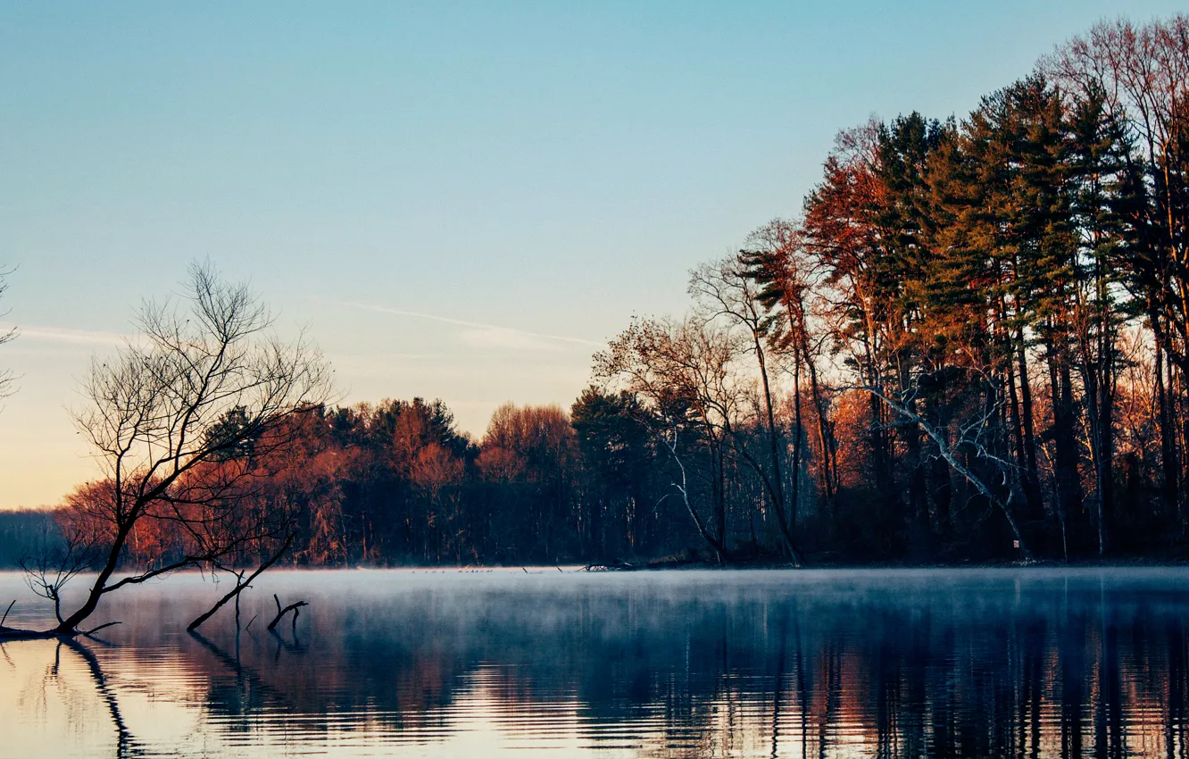 Фото обои лес, деревья, туман, озеро, гладь, утро, поздняя осень