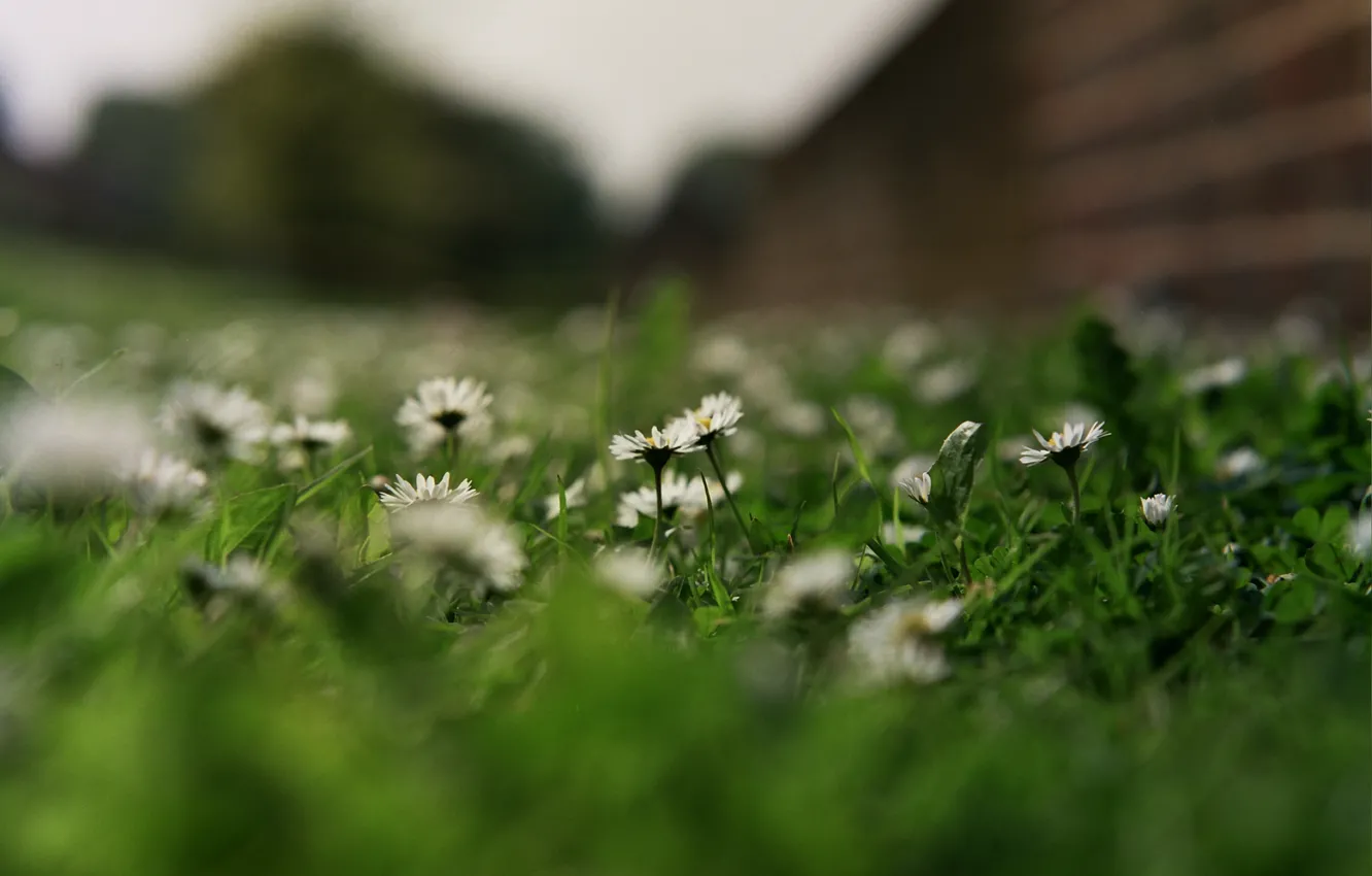 Фото обои трава, цветы, ромашки, лепестки, белые