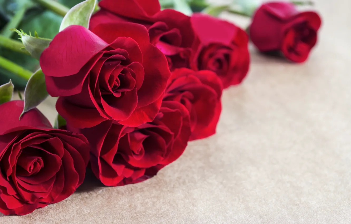 Фото обои цветы, красный, розы, бутоны