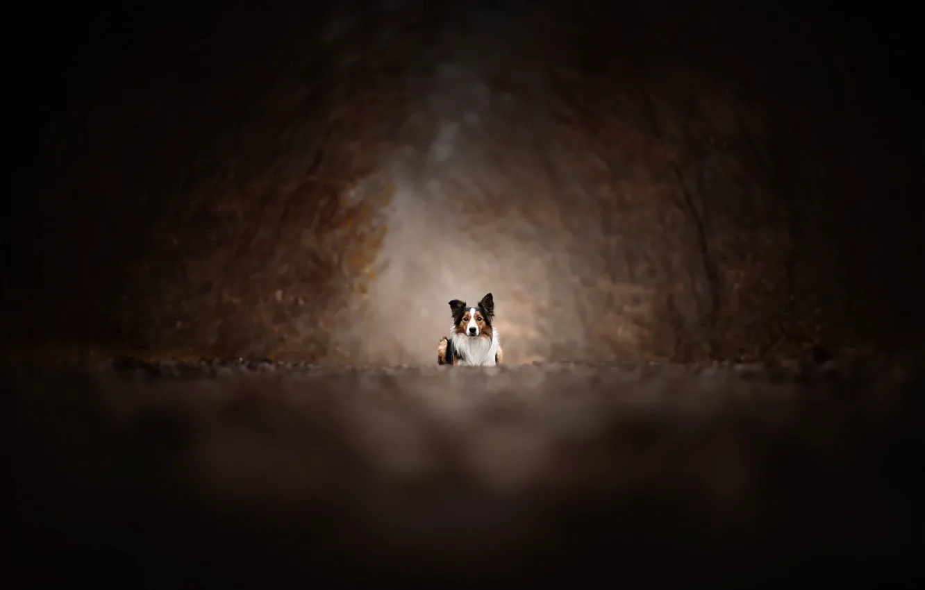 Фото обои природа, друг, собака