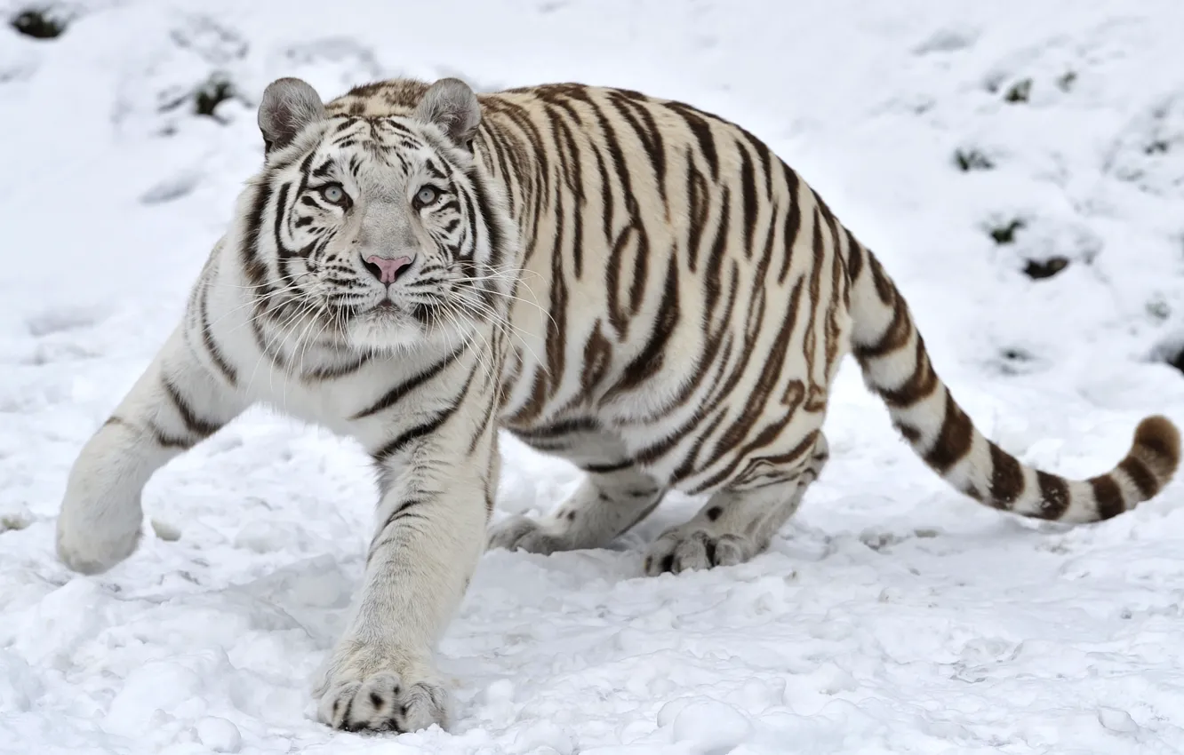 Фото обои зима, снег, тигр, хищник