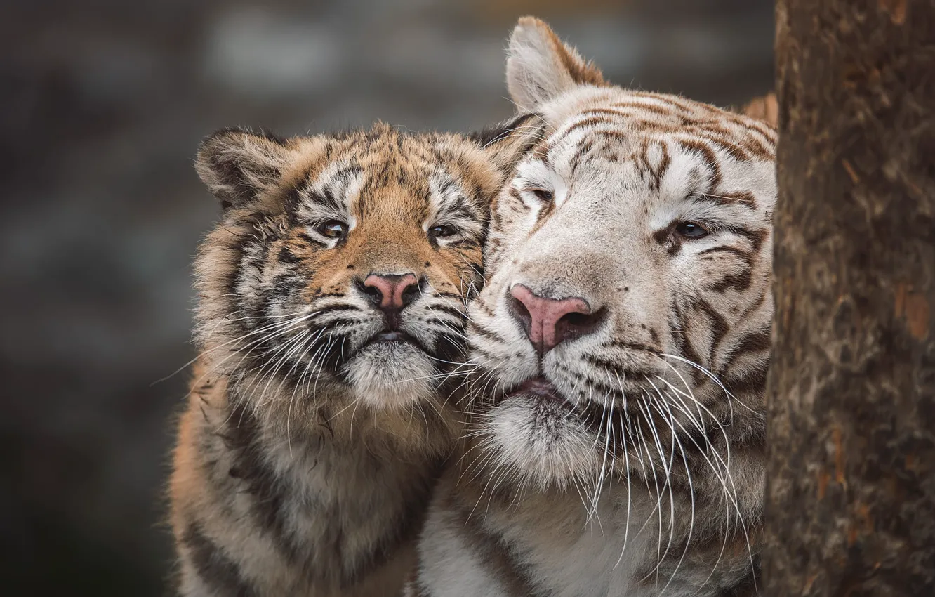 Фото обои тигр, портрет, малыш, пара, белая, ласка, тигры, мама