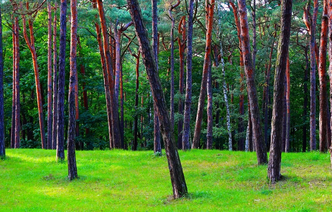Фото обои green, forest, tree