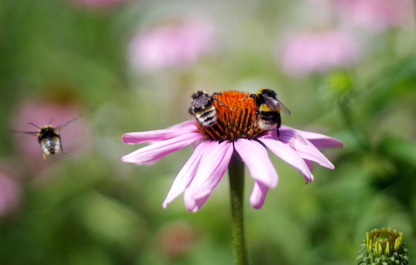 Фото обои цветок, лето, макро, полет, цветы, насекомые, пчела, фон