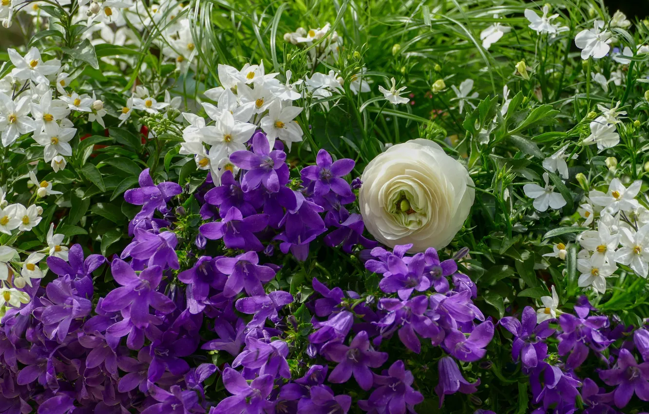 Фото обои зелень, лето, цветы, сад, фиолетовые, белые, колокольчики, клумба