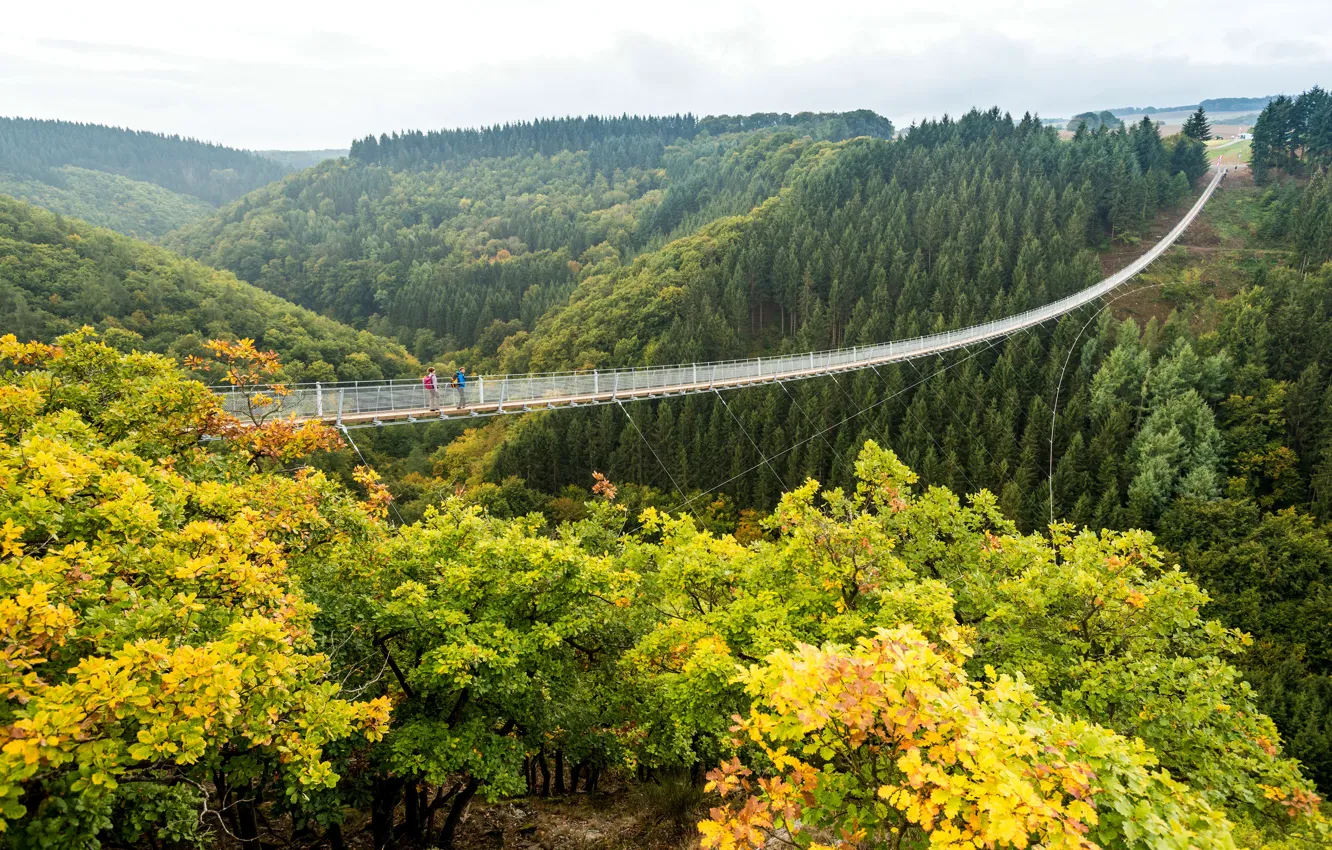 Фото обои осень, лес, деревья, мост, Германия, долина, пропасть, канатный
