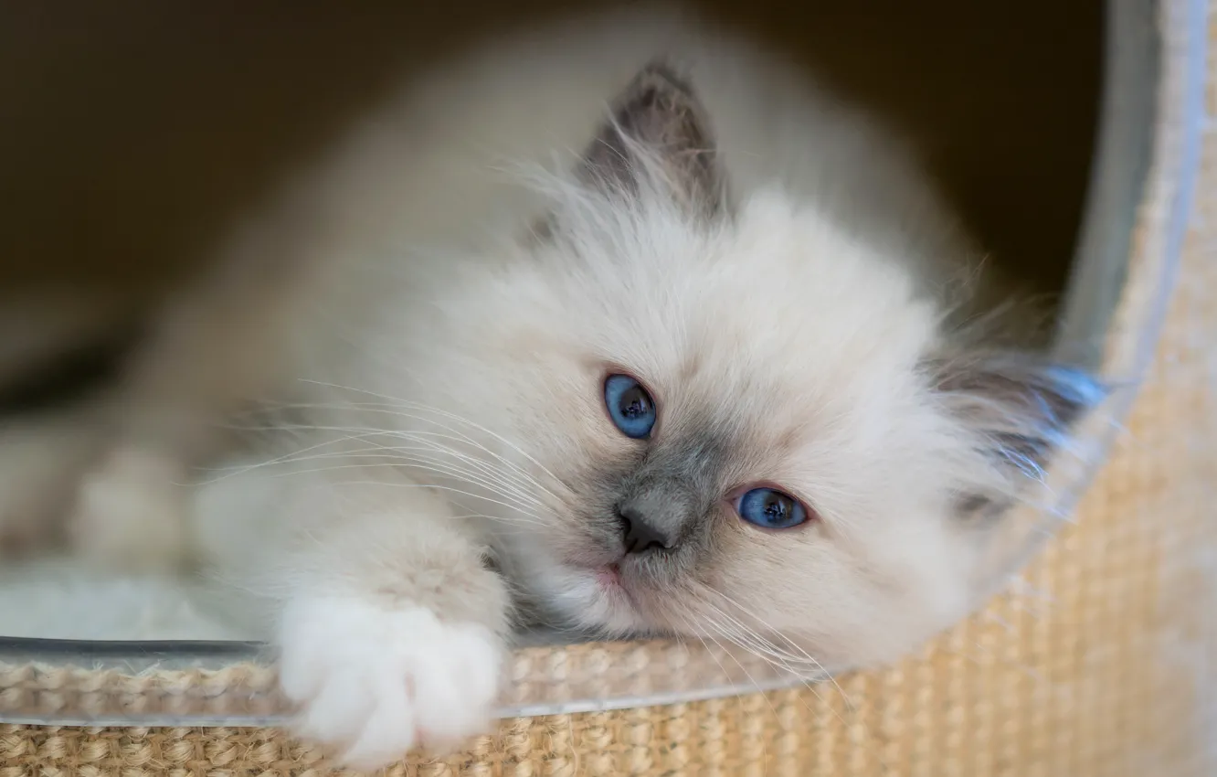 Фото обои кошка, белый, взгляд, поза, котенок, портрет, малыш, мордочка