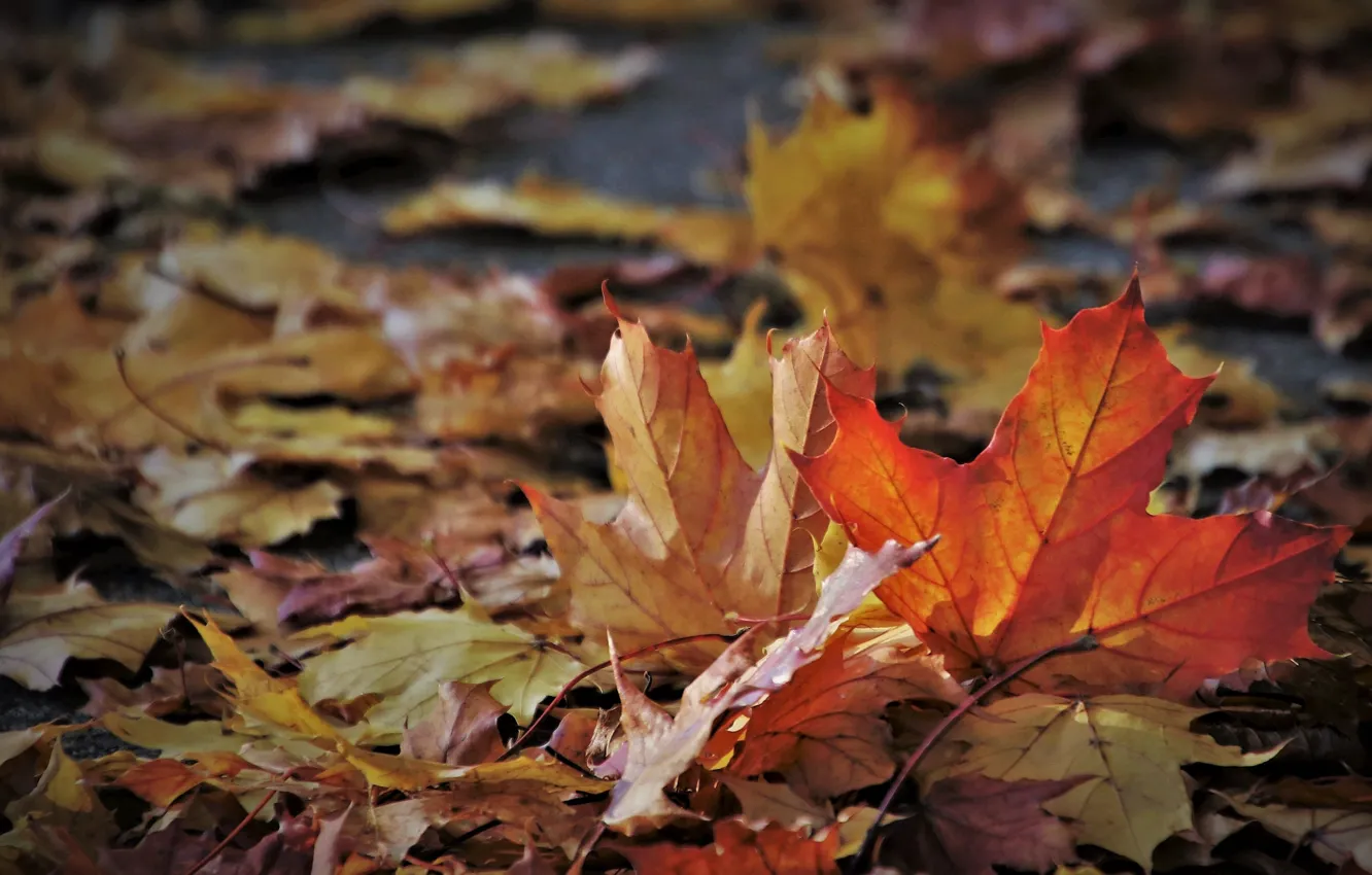 Фото обои осень, листья, октябрь, боке