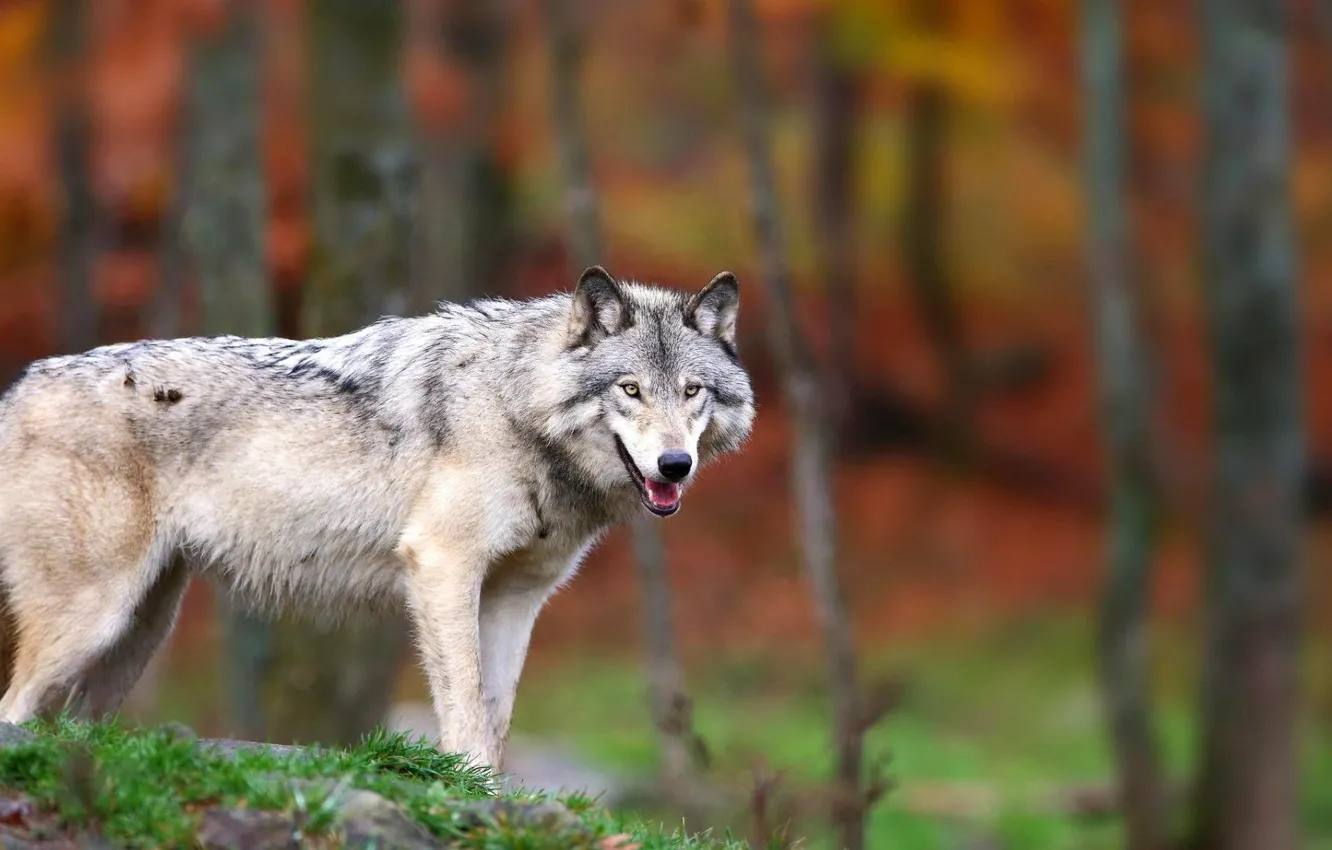 Фото обои nature, predator, animal, wolf, wildlife, portrait, portrait., Canis lupus. face
