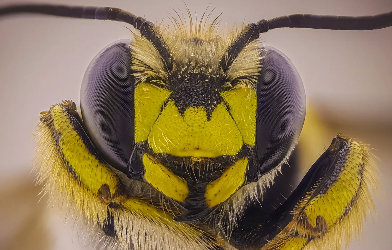 Фото обои макро, оса, портрет