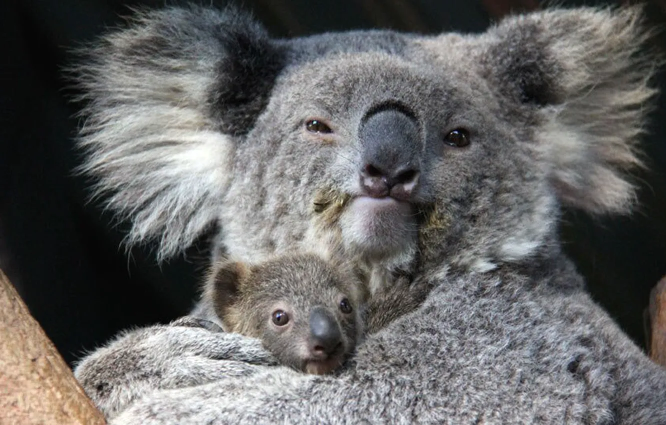 Фото обои animal, wildlife, australia, potd-koala