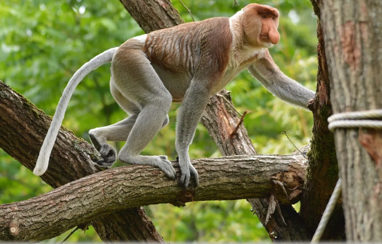 Фото обои forest, jungle, Wild, exotic, species, Rare, Proboscis Monkey
