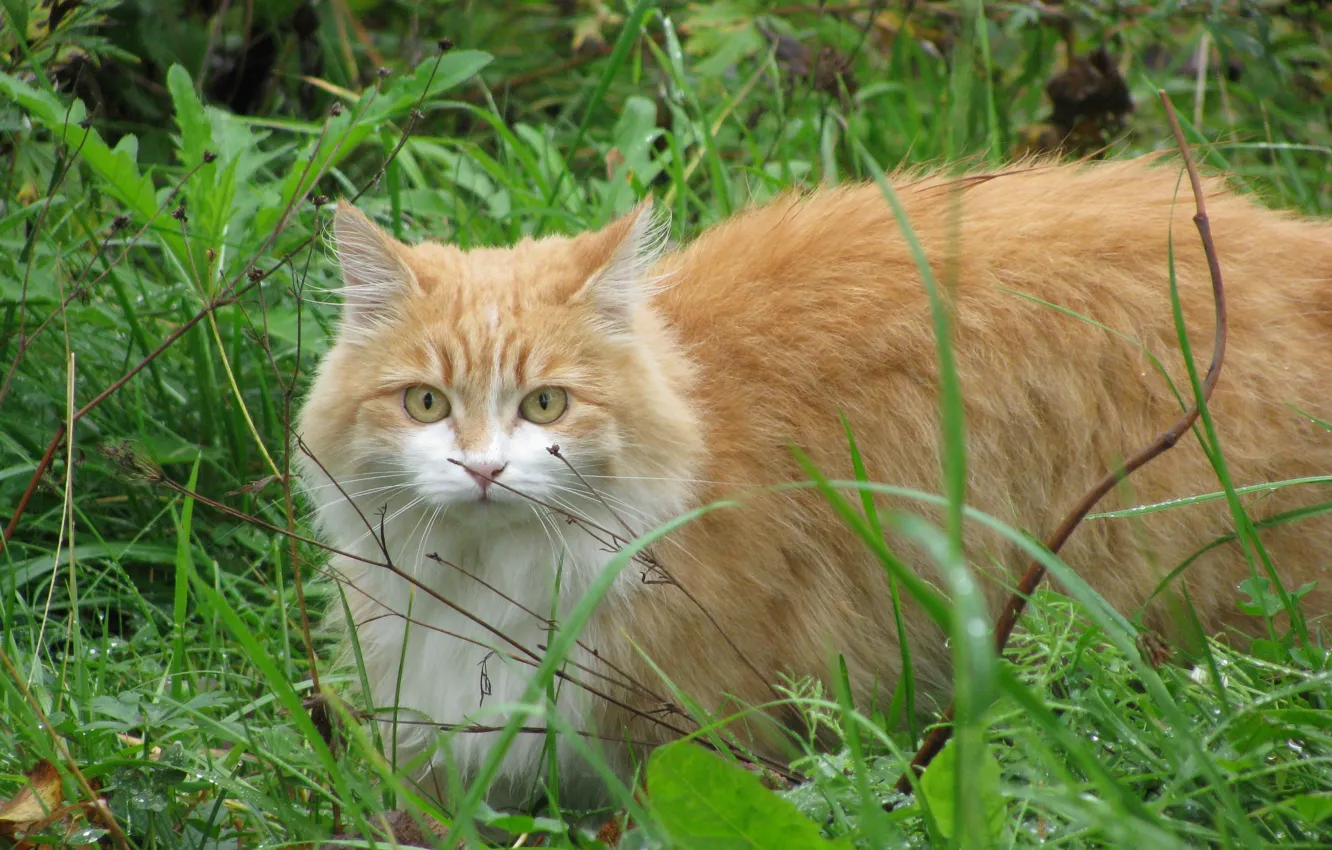 Фото обои кошка, трава, рыжий