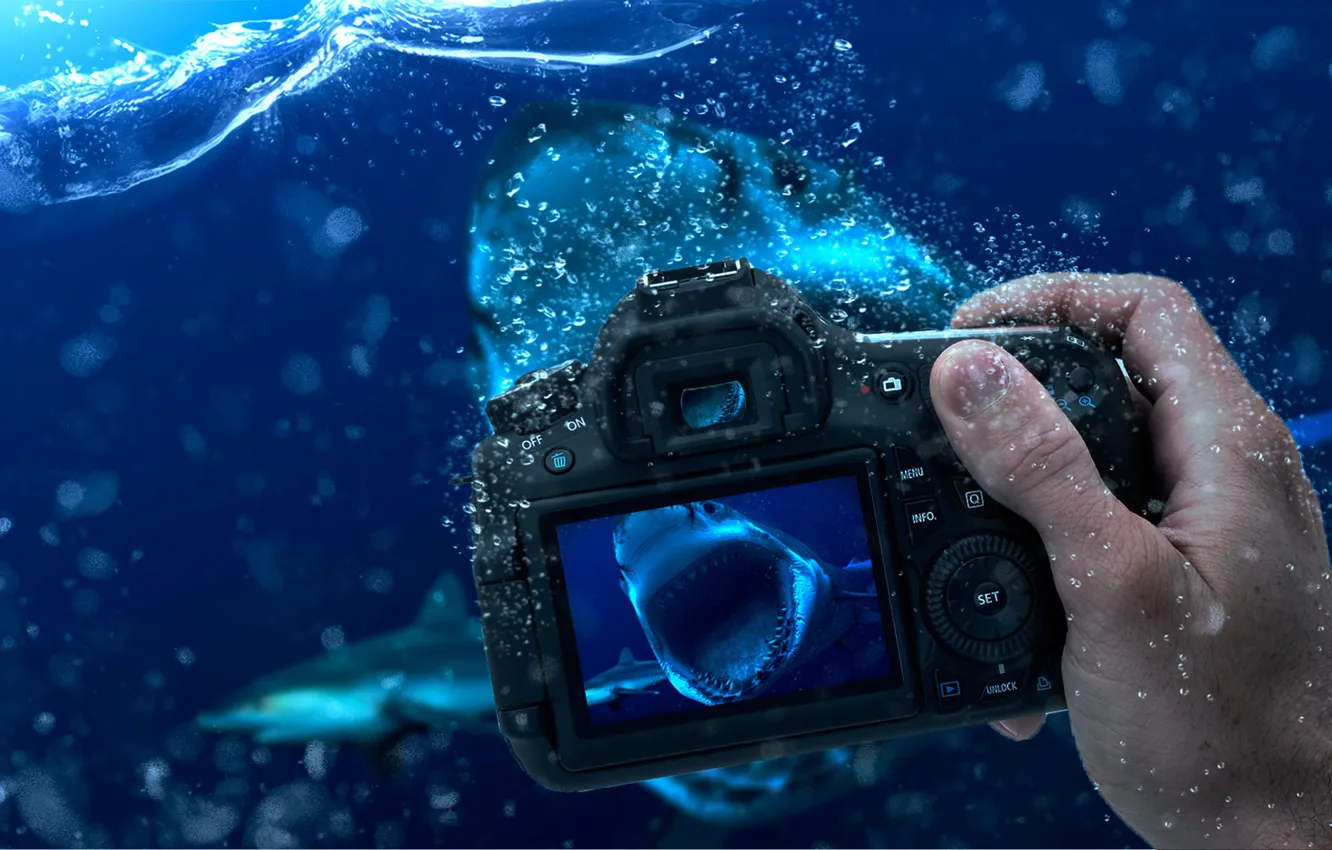 Фото обои Вода, акула, фотоаппарат, уровень воды