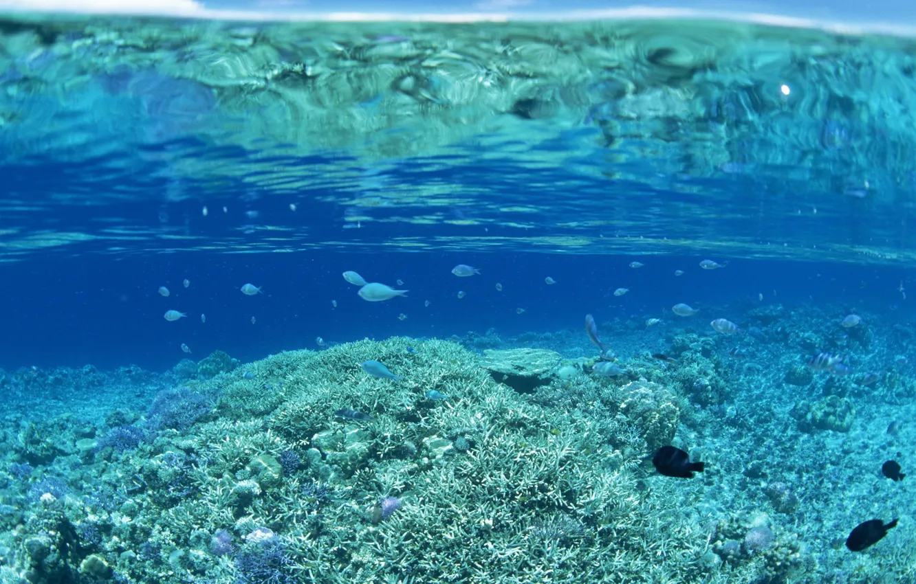 Фото обои рыбки, Вода, дно, кораллы
