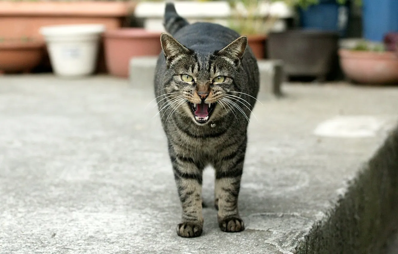 Фото обои кот, улица, зубы