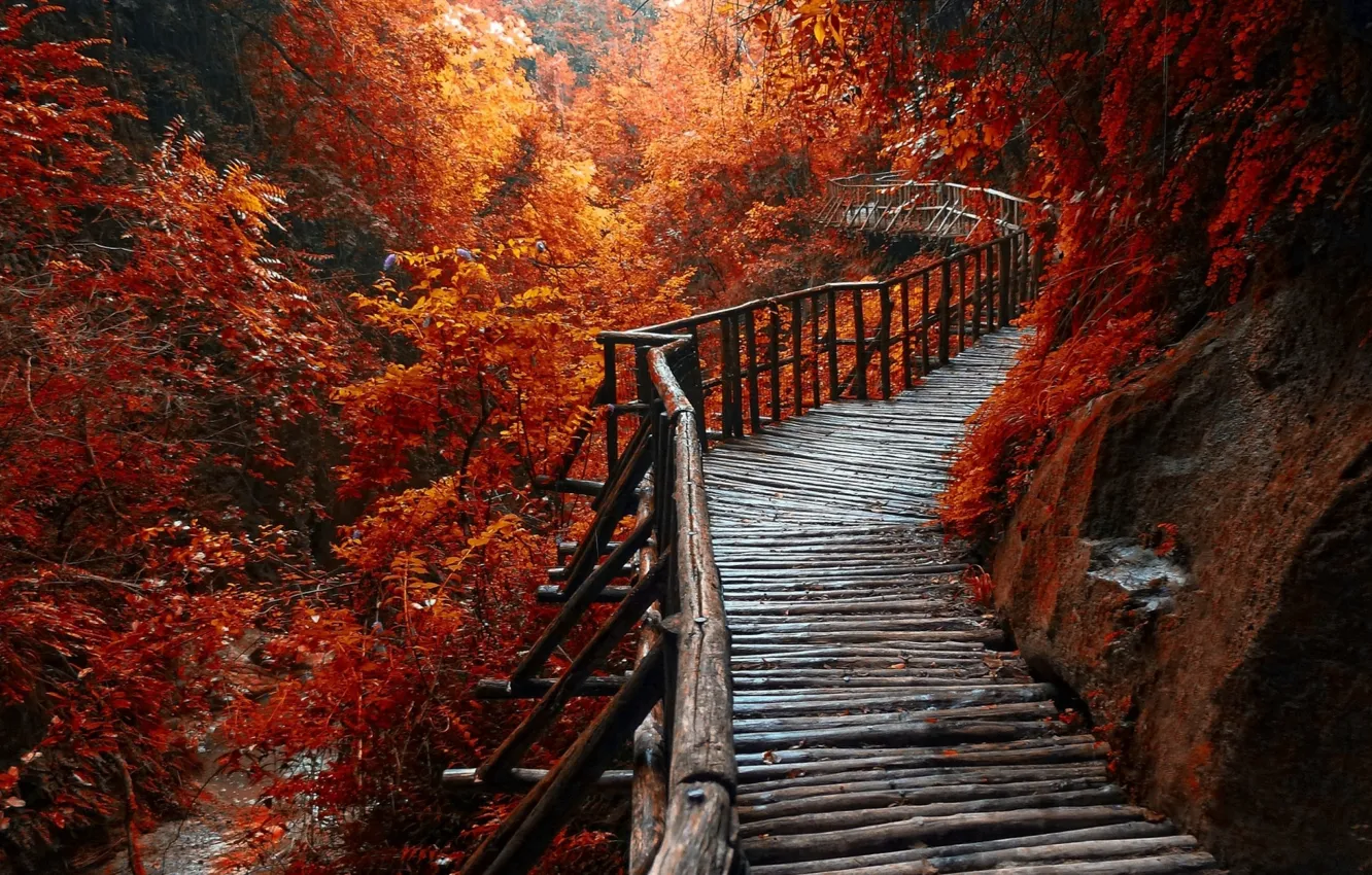Фото обои forest, river, trees, beautiful, walkway, red leaves, autum, wooden path
