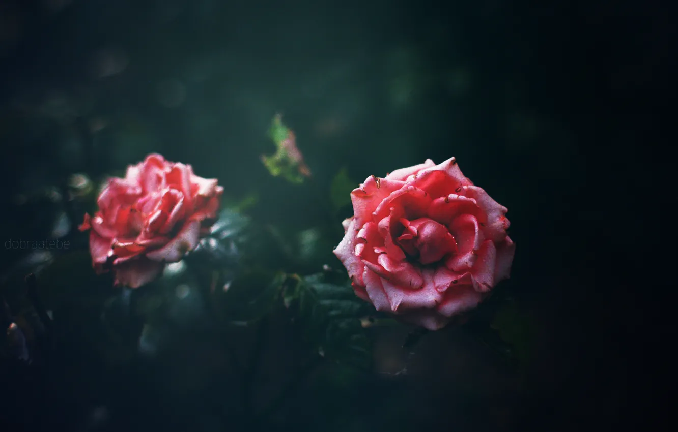 Фото обои цветок, темный фон, розовый, роза, боке, dobraatebe