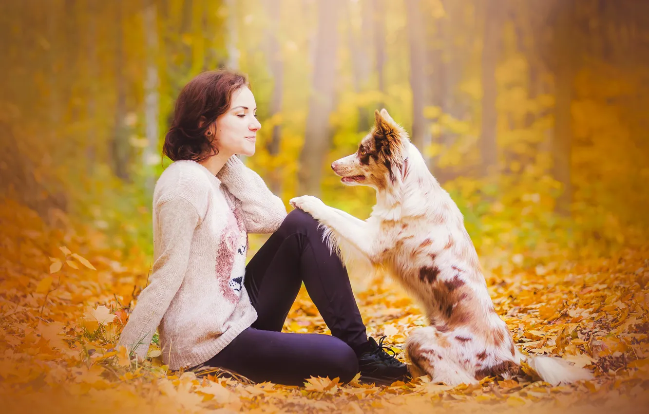 Фото обои осень, девушка, собака