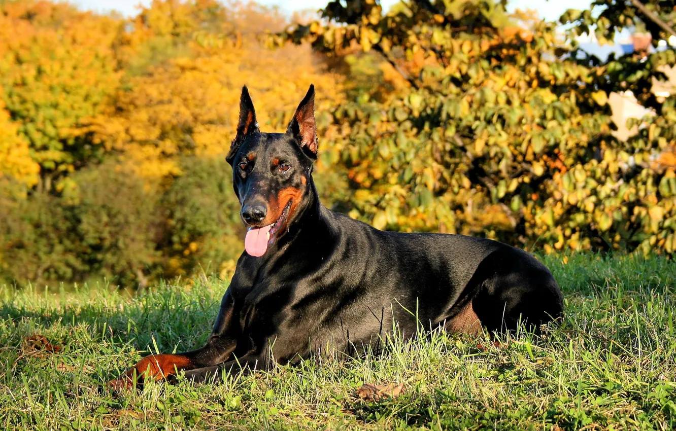 Фото обои природа, Dogs, Doberman, чёрно-подпалый, in_the_forest