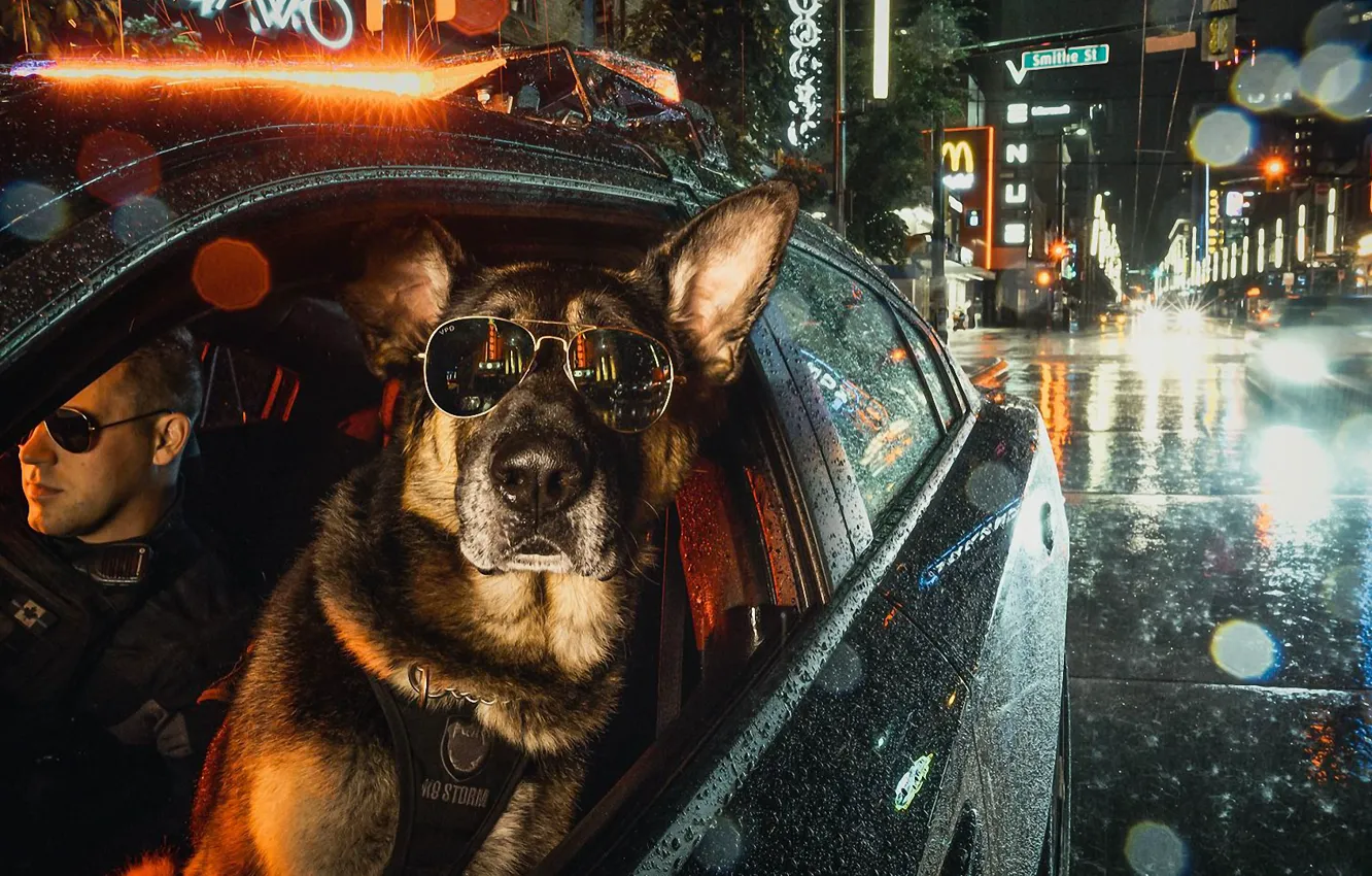 Фото обои car, ночь, city, город, lights, очки, пес, police