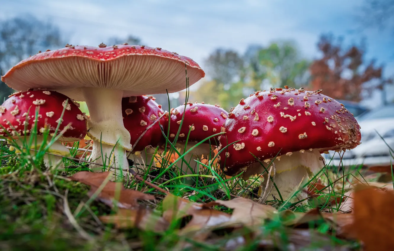 Фото обои небо, грибы, гриб, мухомор, мухоморы, красные, семейка