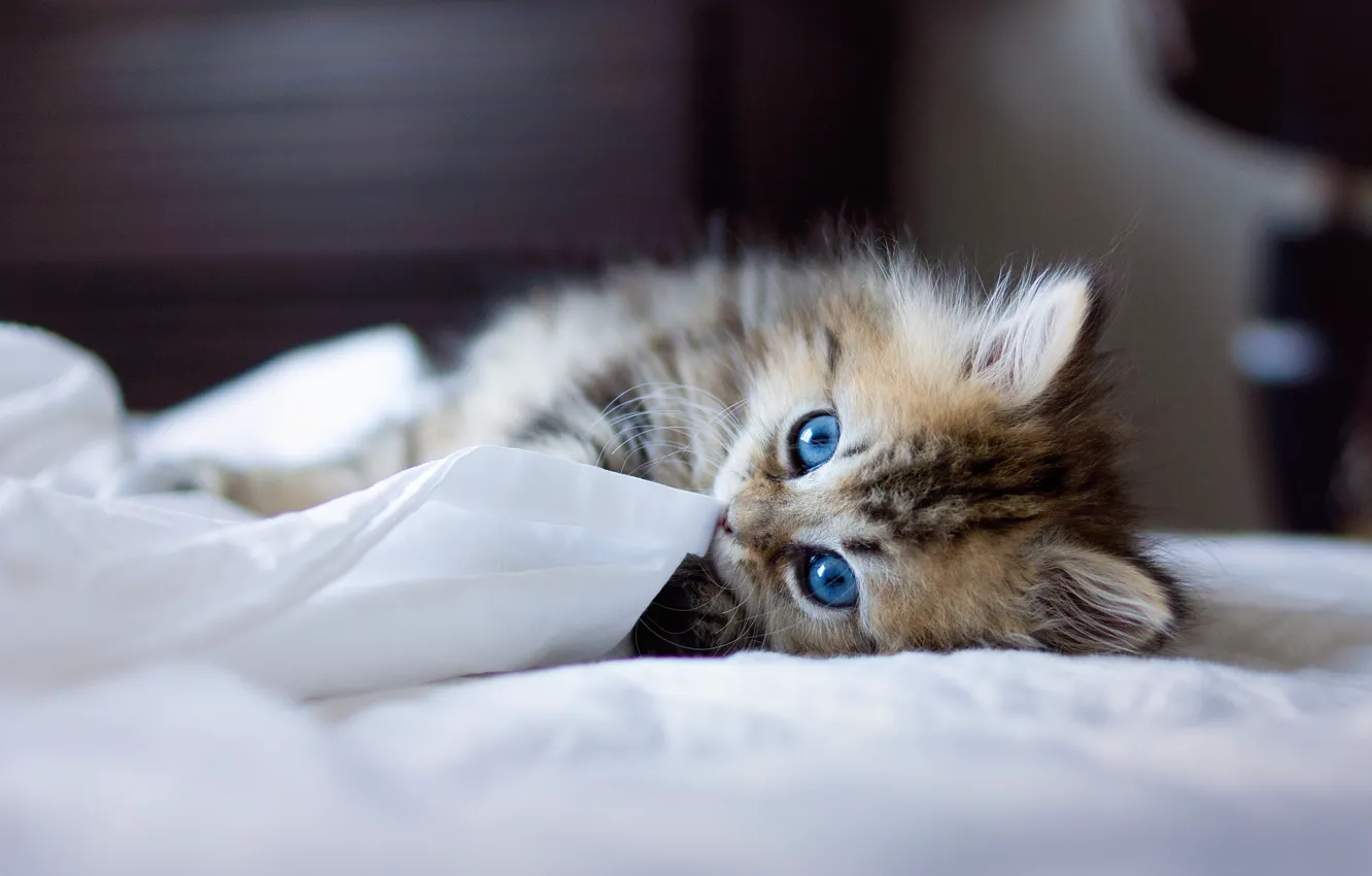 Фото обои кошка, котенок, Кот, постель, cat, blue eyes, порода, Saint Birman