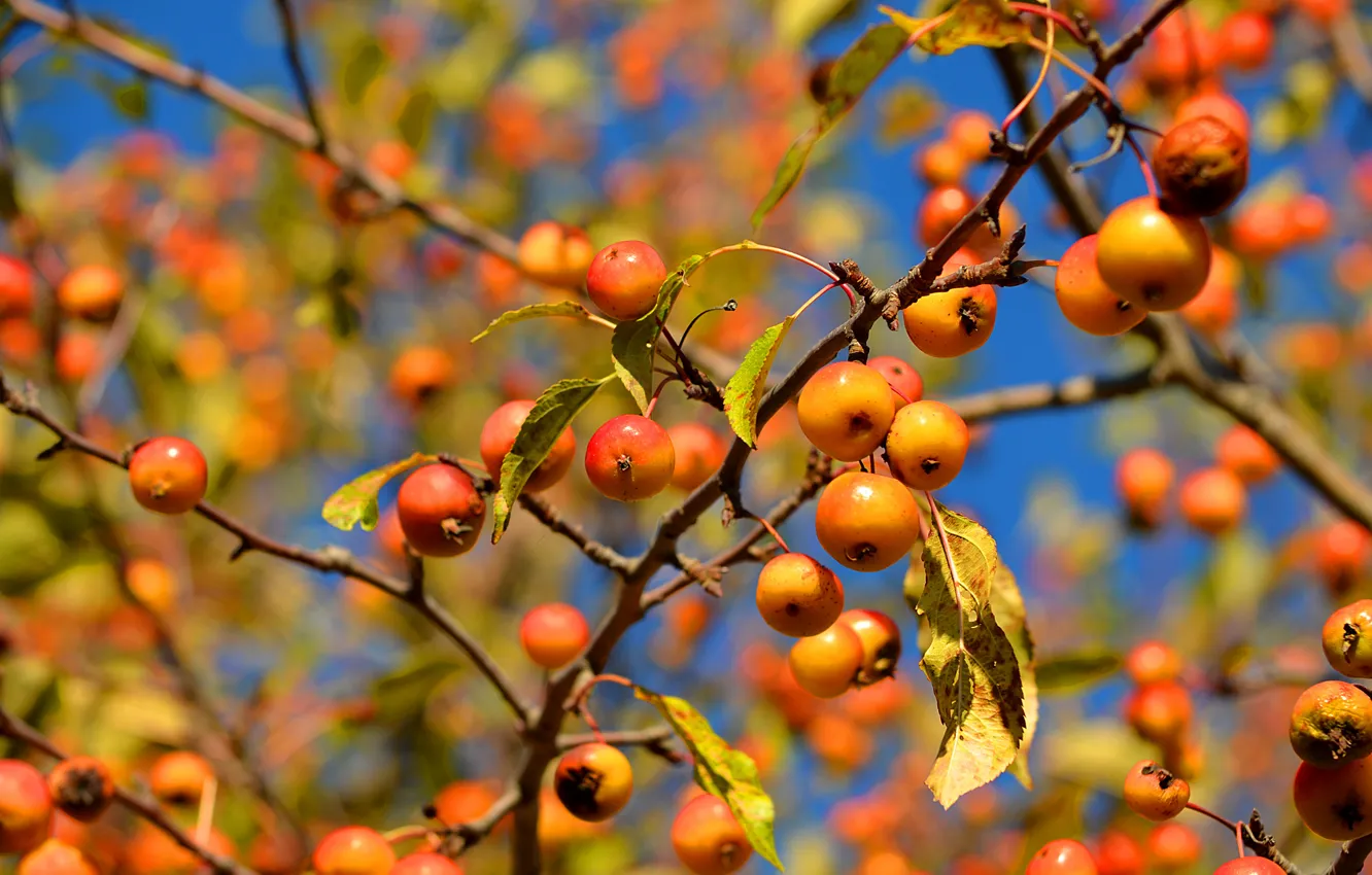 Фото обои небо, листья, макро, ветки, яблоки
