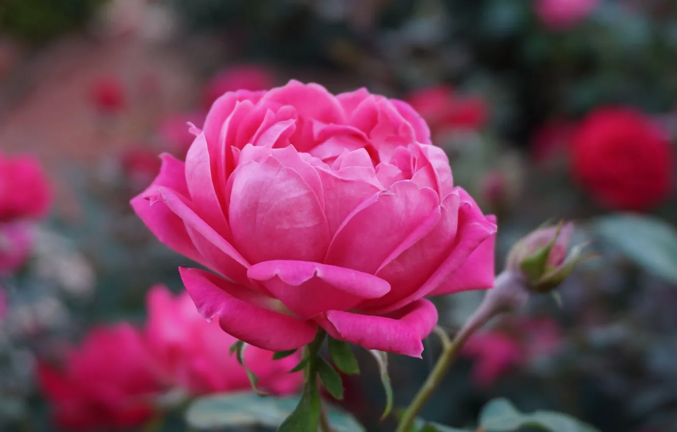 Фото обои Pink, Flower, Rose, Petals, Bud