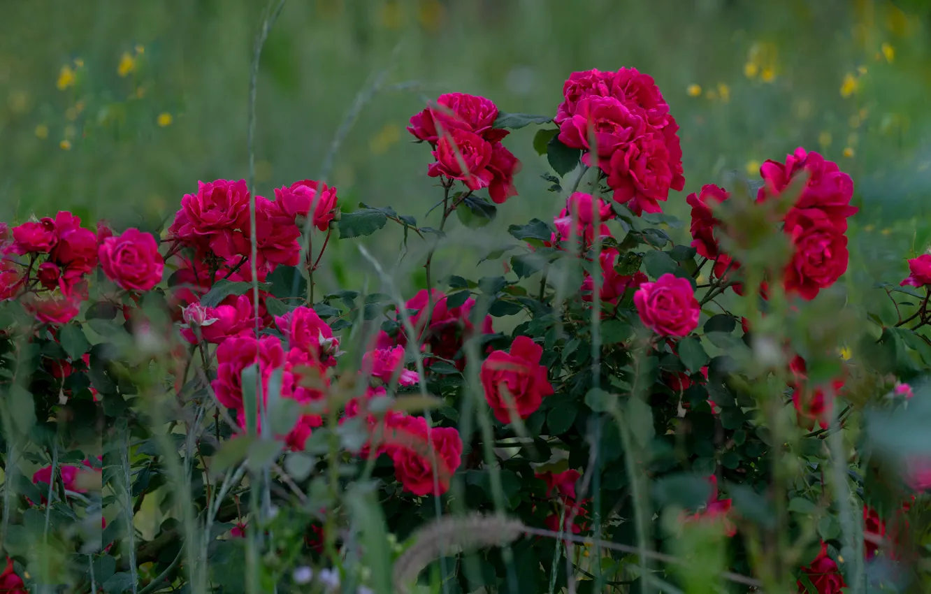 Фото обои розы, сад, розовый куст