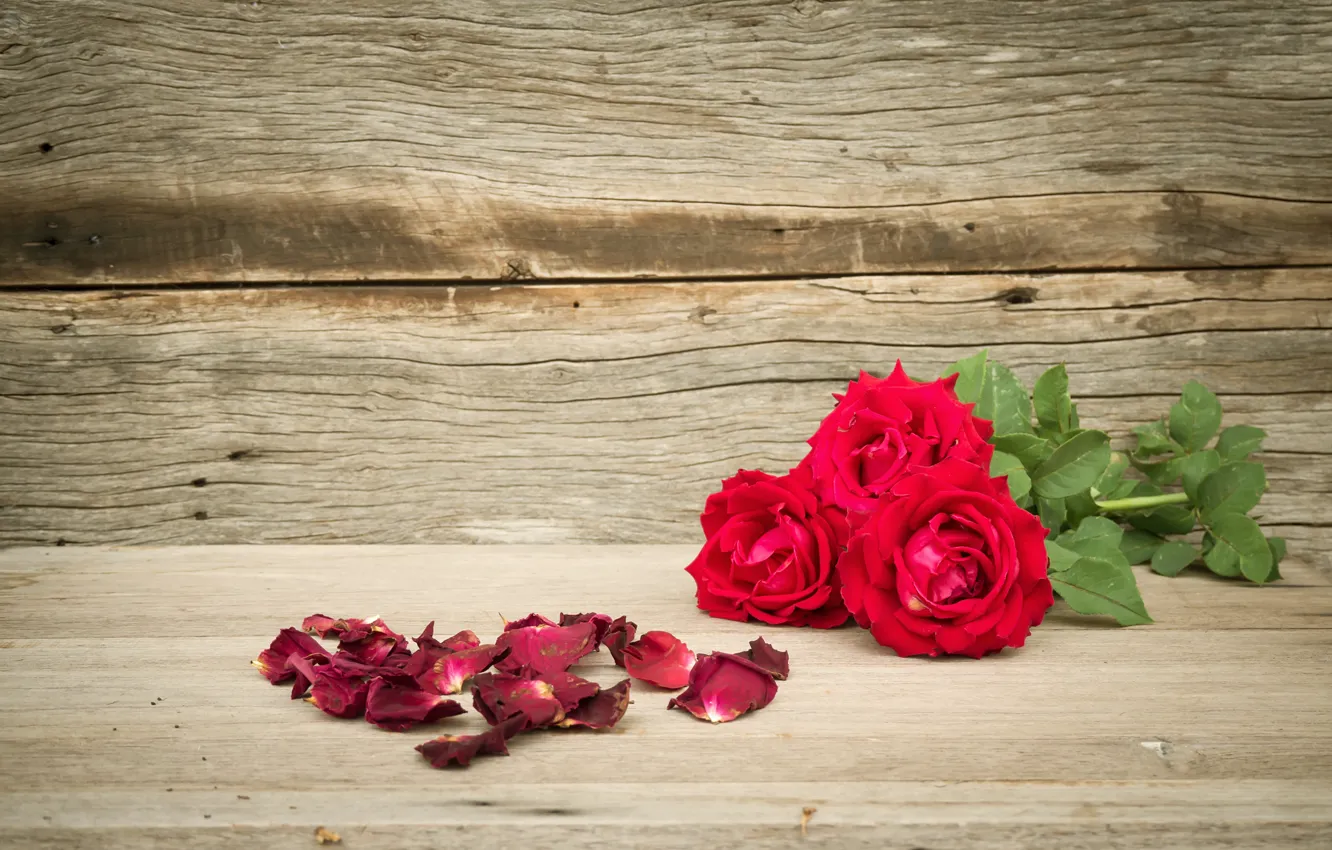 Фото обои цветы, розы, букет, лепестки