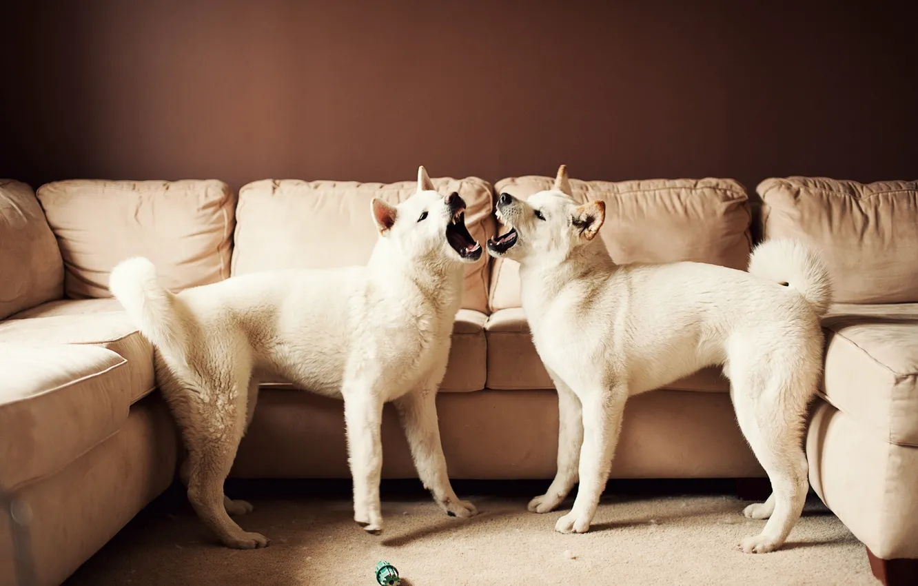 Фото обои диван, Американская акита, Большая японская собака