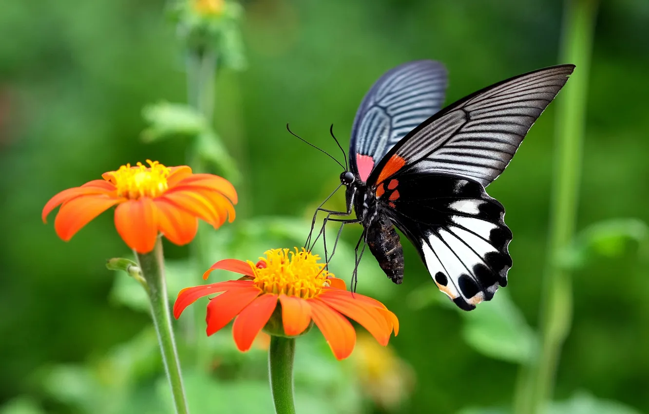 Фото обои цветы, природа, бабочка, растение, крылья, насекомое, мотылек