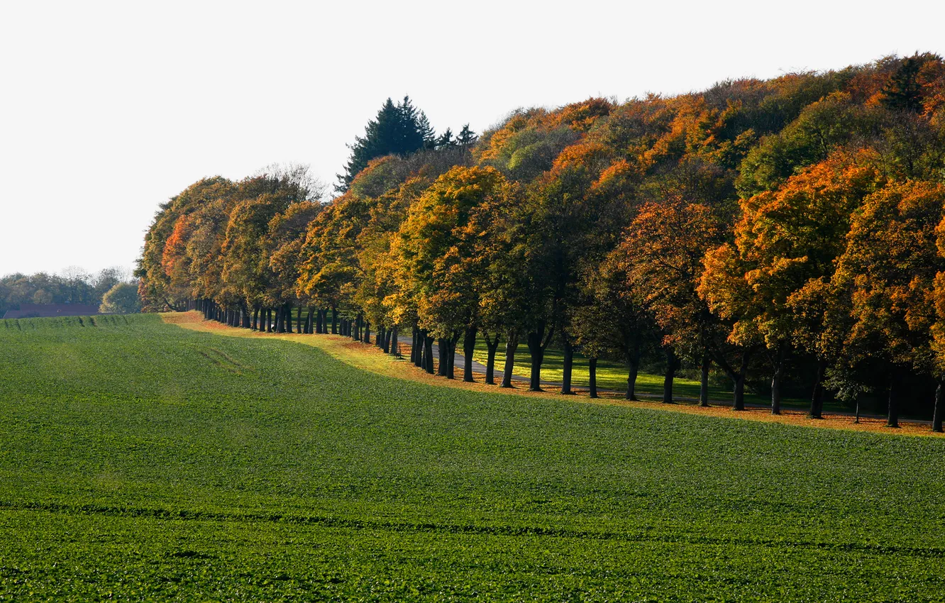 Фото обои дорога, поле, небо, деревья, лесополоса, начало осени