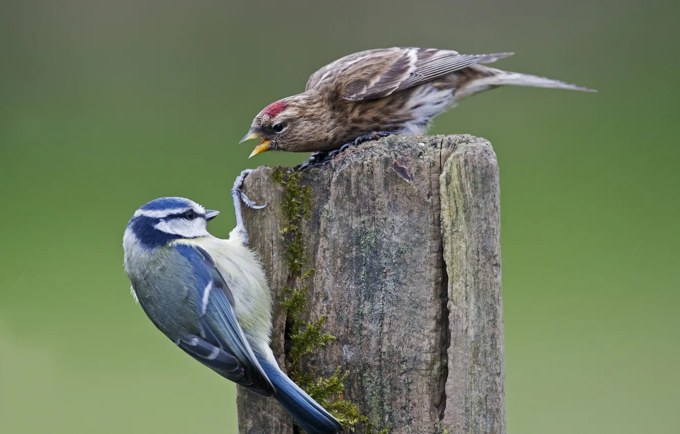 Фото обои птицы, пень, ссора