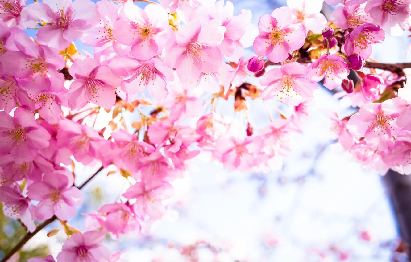 Фото обои цветы, фон, красота, весна, лепестки, сакура, цветение