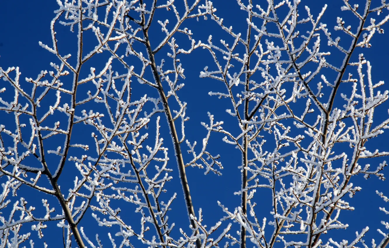 Фото обои зима, белый, снег, ветки, синий, мороз