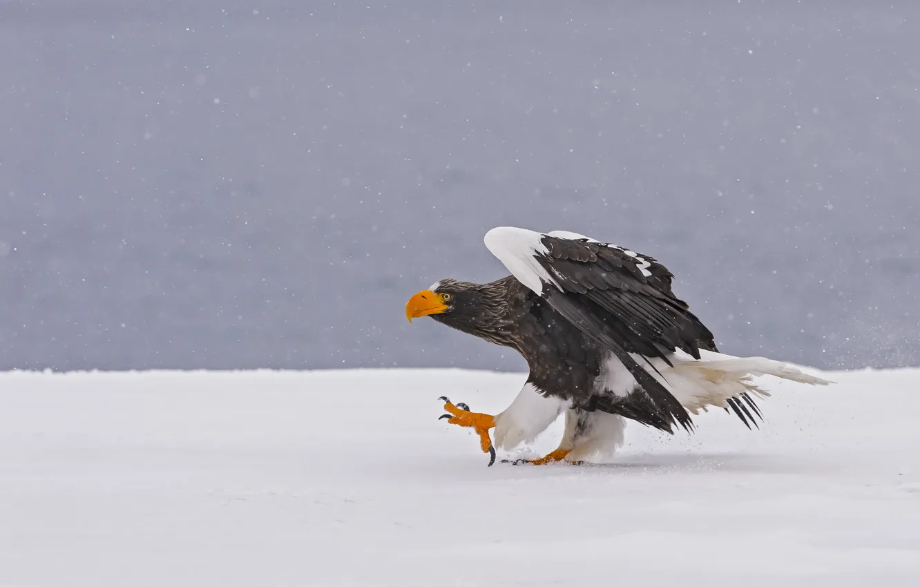 Фото обои зима, снег, птица, хищник, Белоплечий орлан