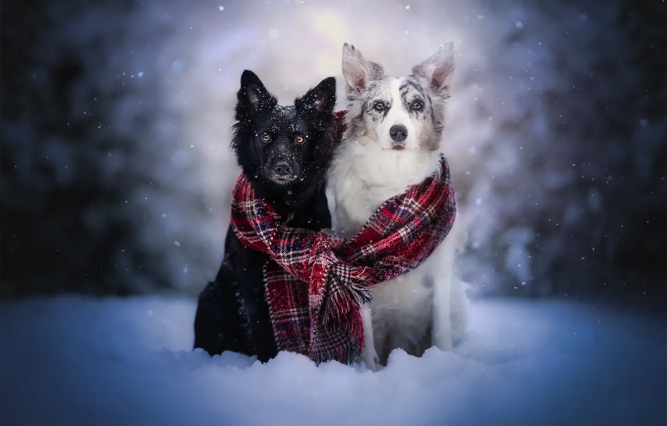 Фото обои зима, взгляд, снег, шарф, парочка, друзья, две собаки, Бордер-колли