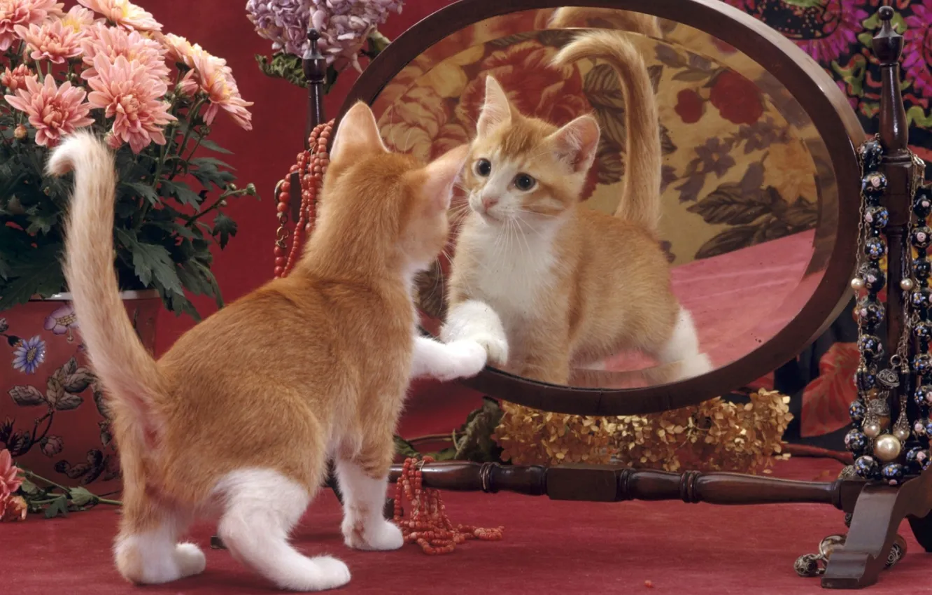 Фото обои цветы, отражение, зеркало, котёнок