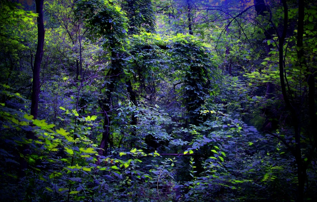 Фото обои лес, листья, деревья, ночь
