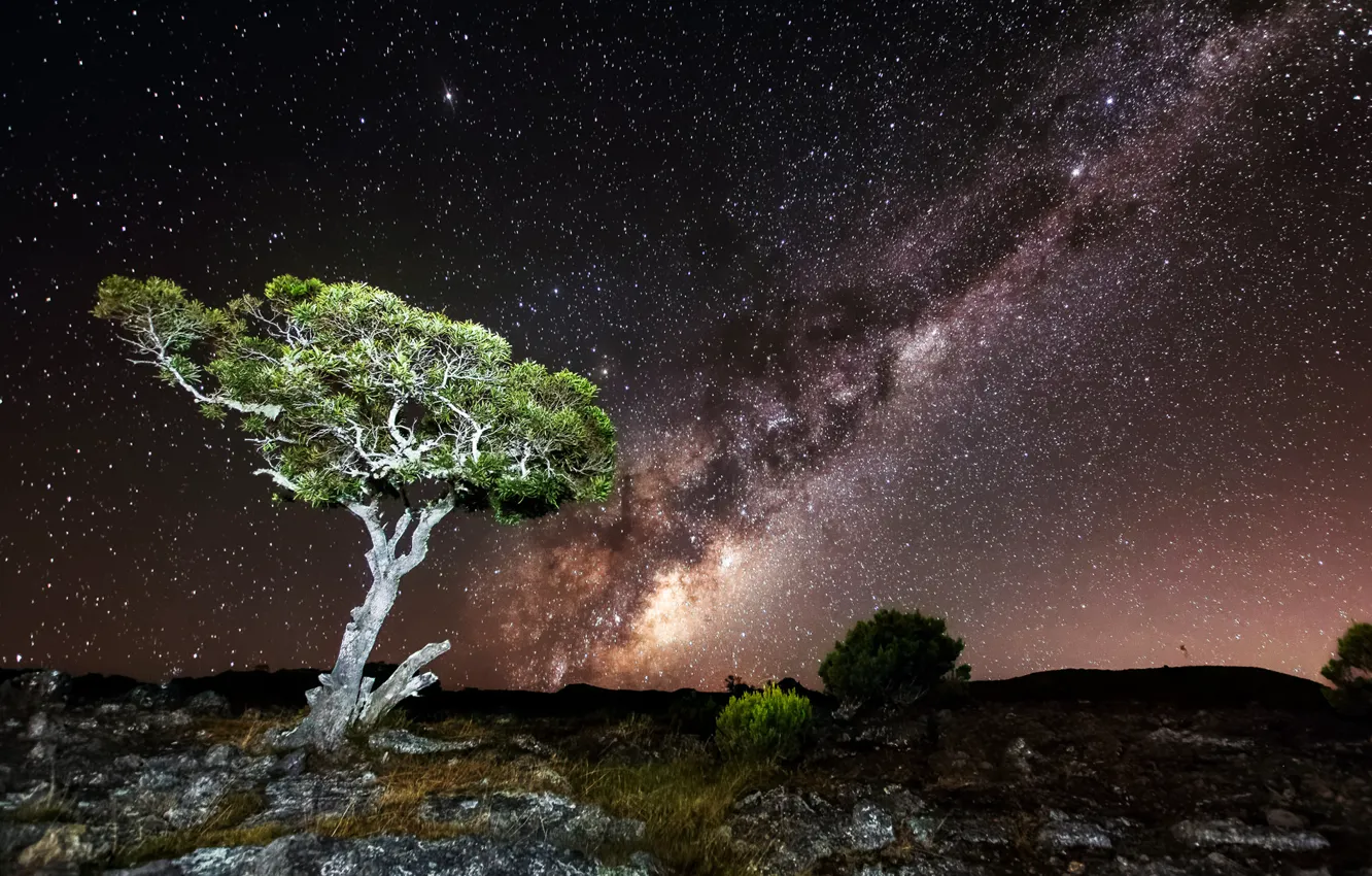Фото обои небо, звезды, свет, ночь, дерево, скалы