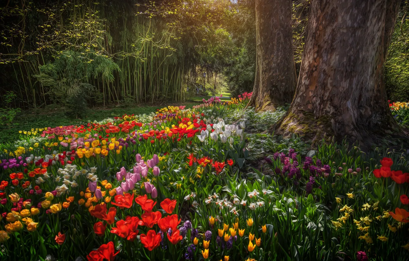 Фото обои деревья, цветы, парк, Германия, тюльпаны, Germany, нарциссы, Баден-Вюртемберг