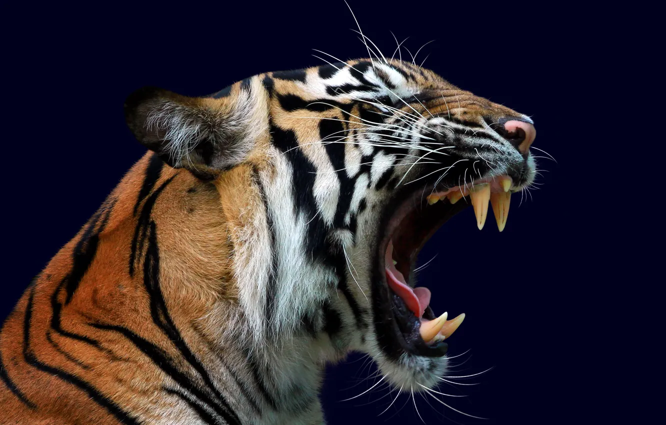 Фото обои Тигр, Усы, Голова, Клыки, Морда, Хищник, Чёрный фон, Дикая кошка