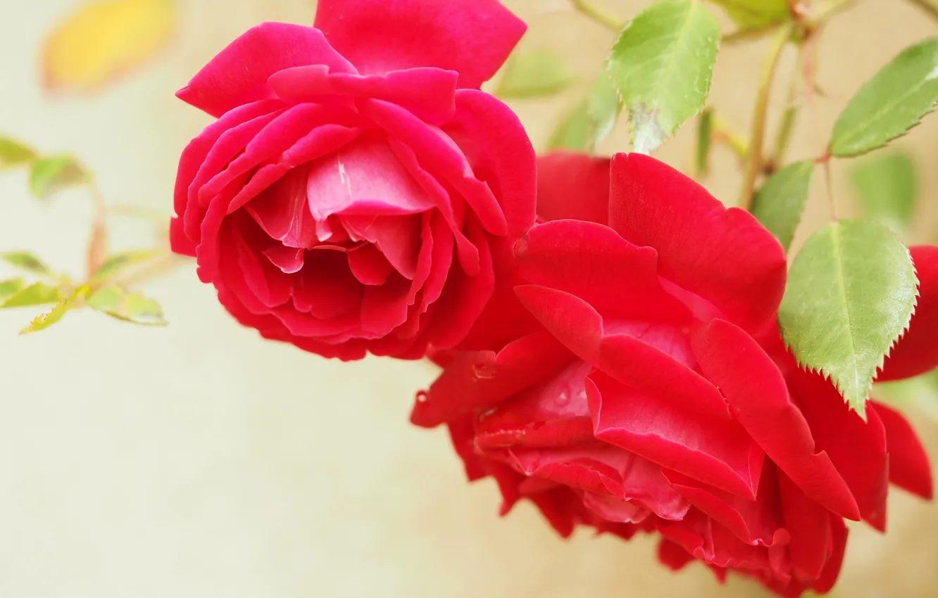 Фото обои макро, розы, лепестки, две розы, алые розы