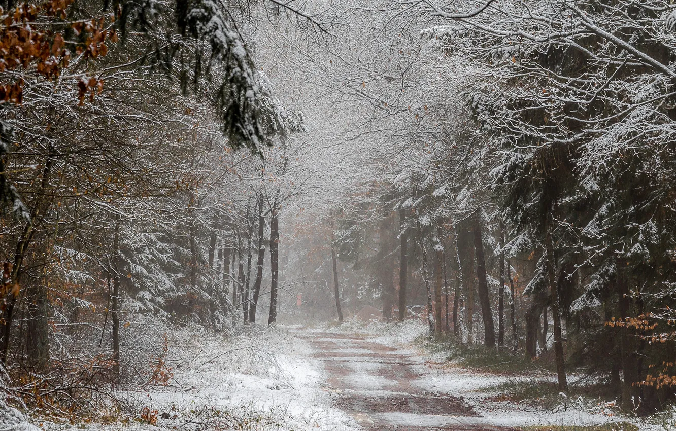 Фото обои зима, лес, природа